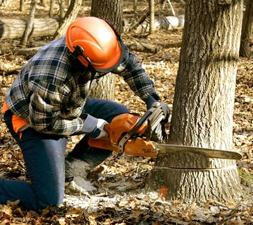 Tree Removal in Martinsville, NJ